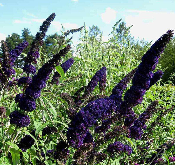 BUDDLEIA 'BLACK KNIGHT' BUTTERFLY BUSH HARDY PERENNIAL PLANT GROWS 6-8 FEET TALL