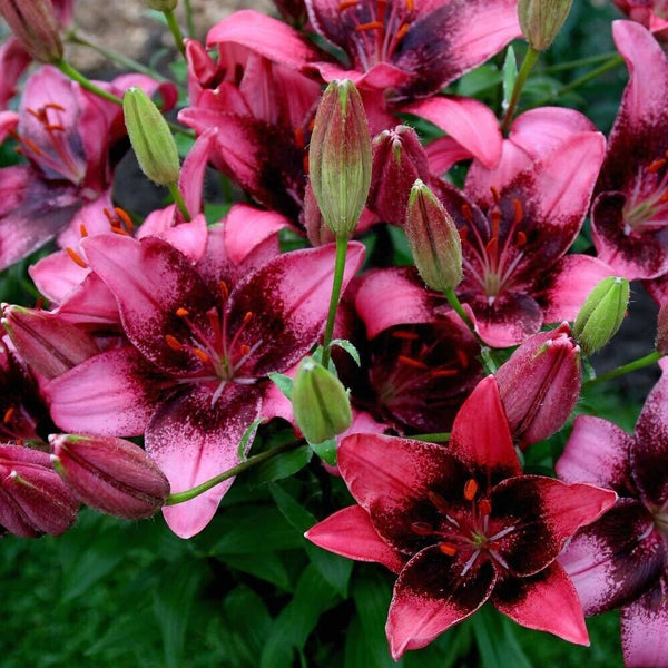 PURPLE & BLACK TANGO LILY FLOWER BULBS HARDY PERENNIAL PLANTS GROW 42" TALL
