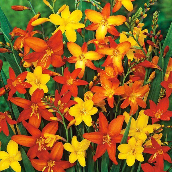 CROCOSMIA~KING OF ORANGE~FLOWER BULBS~HARDY PERENNIAL~ATTRACT HUMMINGBIRDS~WOW!!