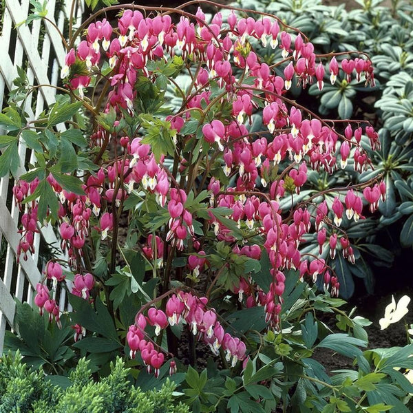 DICENTRA ~BLEEDING HEART~ PERENNIAL SHADE PLANTS ~PINK & WHITE~ PICK YOUR COLOR!