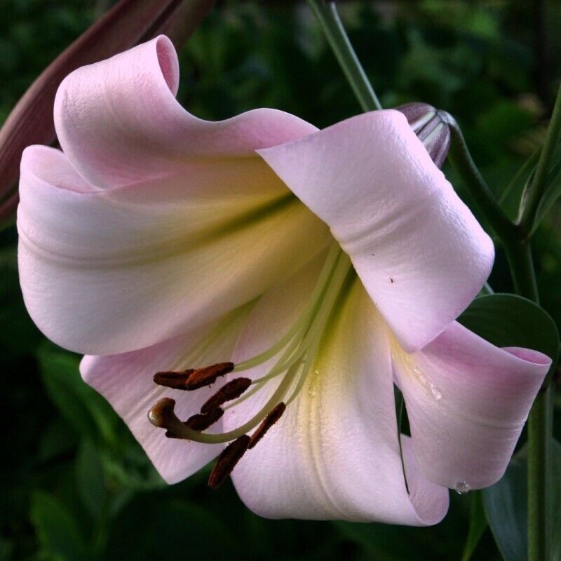 TRUMPET LILY~EASTERN MOON~ FLOWER BULBS GROWS 4-6FT.TALL FRAGRANT 8" SUMMER BLMS