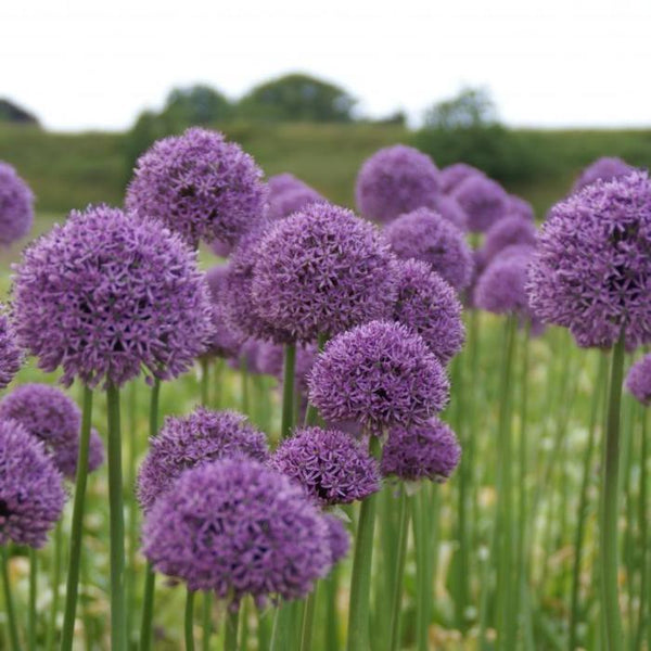 LARGE Allium 'Gladiator' Flower Bulbs, Plant Now for Tall Purple Spring Blooms!!