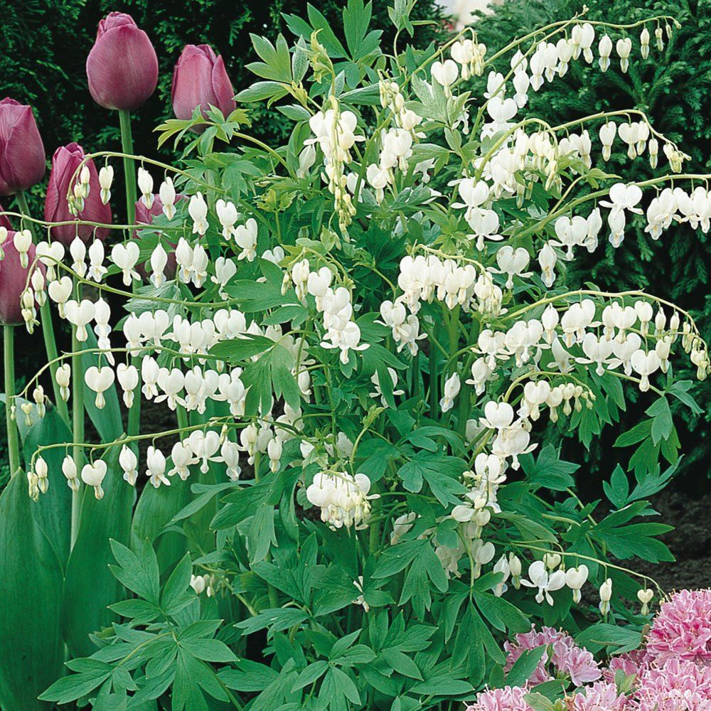 DICENTRA ~BLEEDING HEART~ PERENNIAL SHADE PLANTS ~PINK & WHITE~ PICK YOUR COLOR!