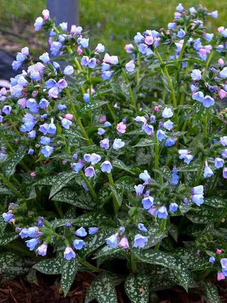 PULMONARIA~TWINKLE TOES~SPECTACULAR FOLIAGE PLANT FOR SHADE~BLUE SPRING FLOWERS!