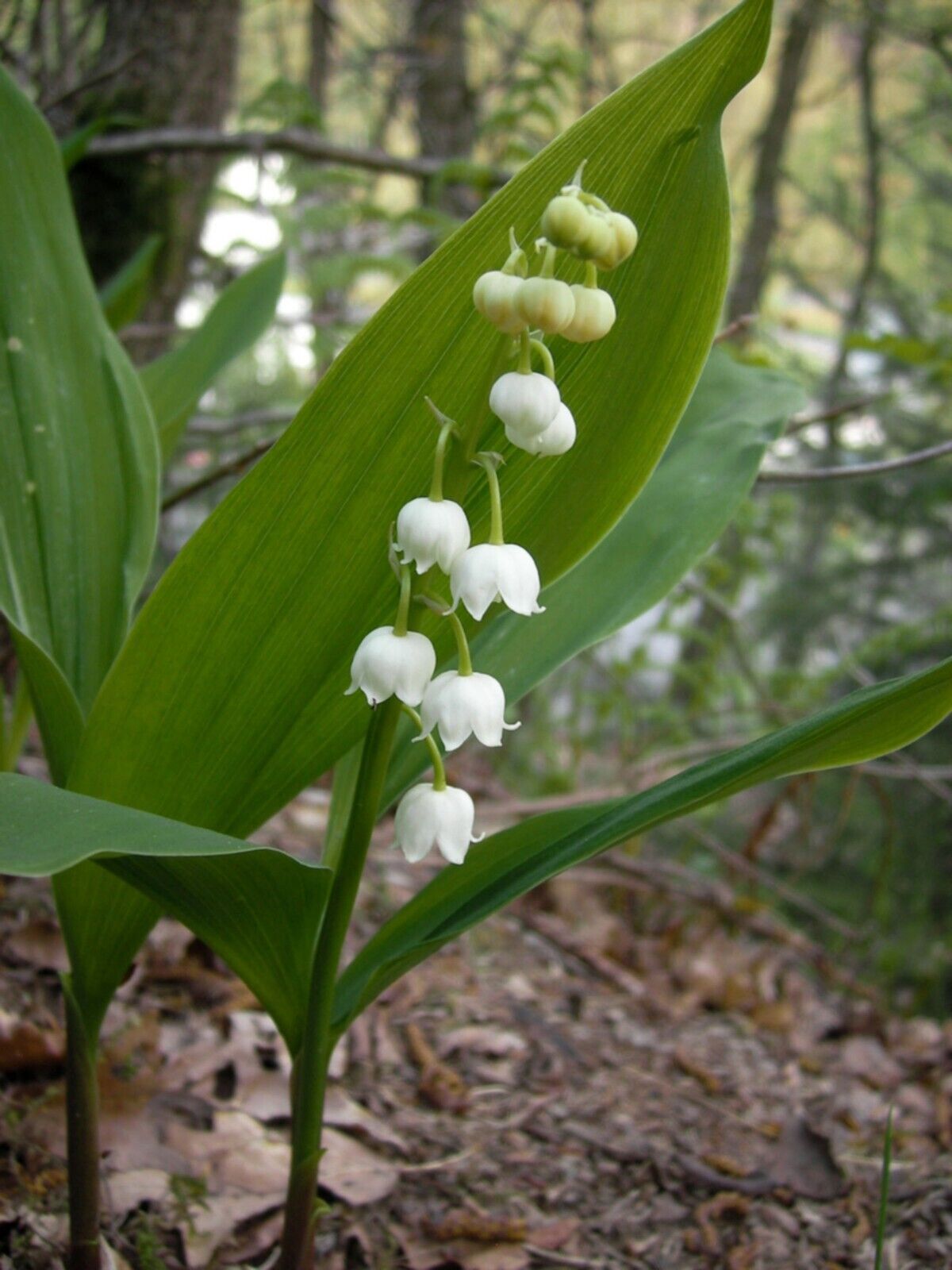 LILY OF THE VALLEY~CONVILLARIA MAJALIS~LIVE PLANTS~ROOTED PIPS~FRAGRANT FLOWERS!