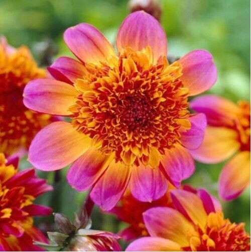 POWDER PUFF DAHLIA~'Floorinoor'~Hot Pink and Orange Summer Blooms~Anemone type!!