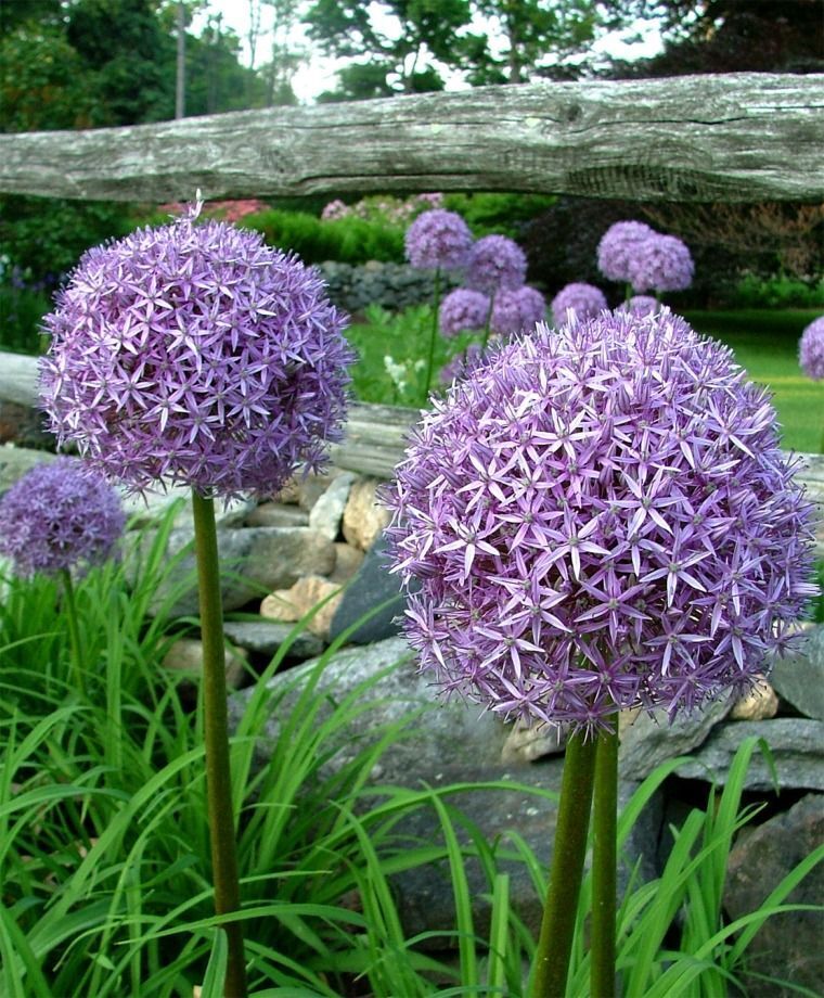 ALLIUM~GLOBEMASTER~FLOWER BULBS HARDY PERENNIAL GIANT PURPLE FLOWERS 3-4FT TALL!
