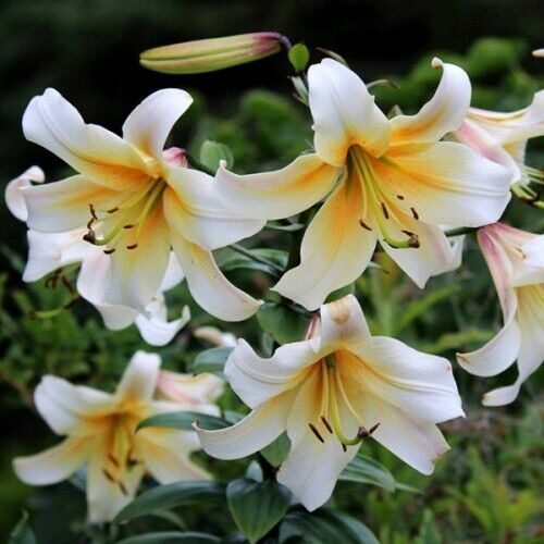 MISTER PISTACHE TREE LILY FLOWER BULBS HARDY GROWS 3-4FT.TALL FRAGRANT BLOOMS!!!
