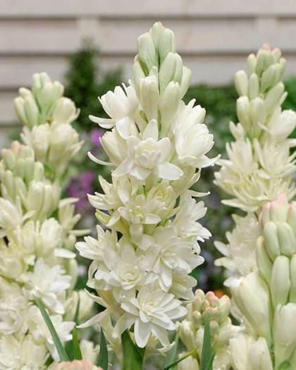 POLIANTHUS 'THE PEARL' DOUBLE TUBEROSE FLOWER BULBS POWERFULLY FRAGRANT BLOOMS