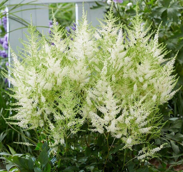 ASTILBE~MOJITO~HARDY PERENNIAL SHADE PLANT~HEALTHY 2-3 EYE BARE ROOT~GREEN/WHITE