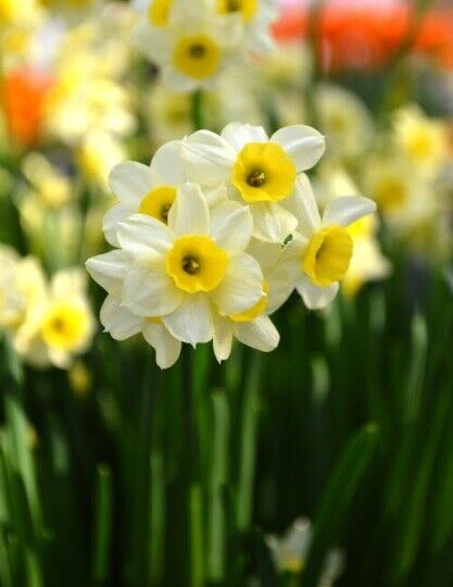 NARCISSUS 'MINNOW' DAFFODIL FLOWER BULBS FRAGRANT MINIATURE UNIQUE SPRING BLOOMS