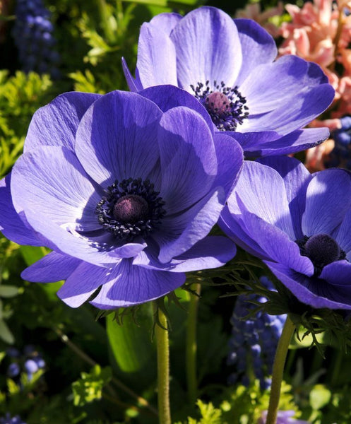 BLUE POPPY ANEMONE FLOWER BULBS EASY TO GROW PERENNIAL PLANTS SPRING BLOOMS!