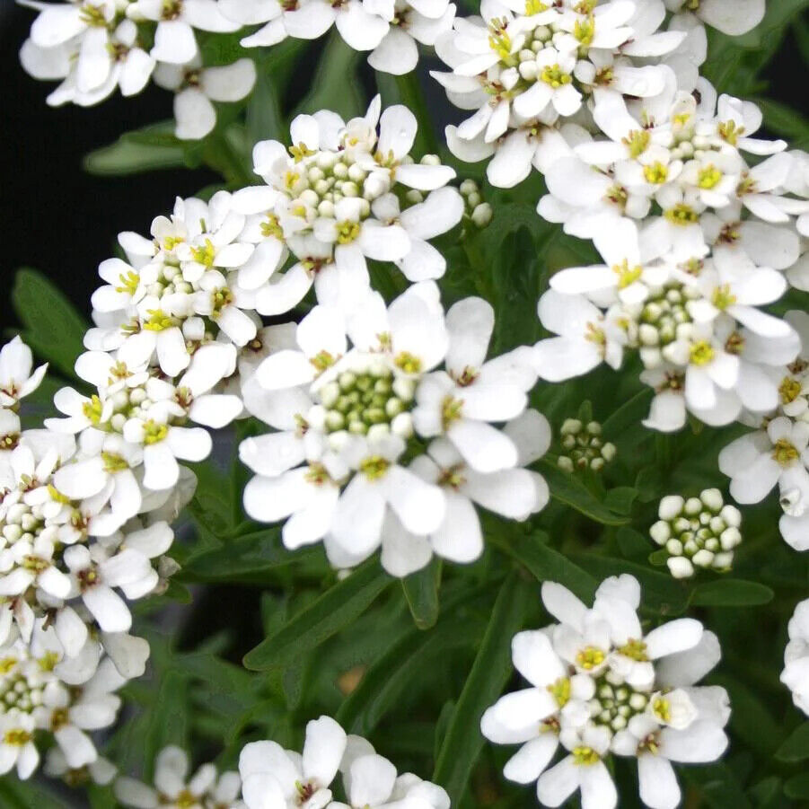 IBERIS SEMPERVIRENS~CANDYTUFT~LIVE GROUND COVER PLANTS BLANKET OF WHITE FLOWERS!