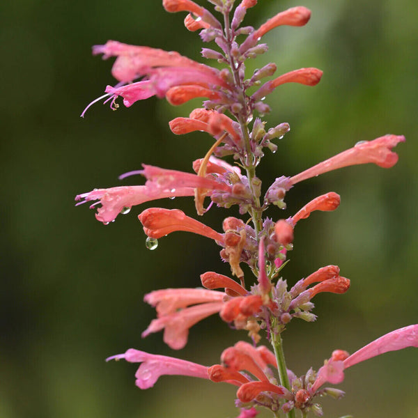 AGASTACHE ~KUDOS CORAL~HUMMINGBIRD MINT PLANT HARDY PERENNIAL BLOOMS ALL SEASON!