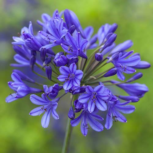 AGAPANTHUS~AFRICANUS~HARDY PERENNIAL PLANT~100'S OF BLUE FLOWERS~SUMMER