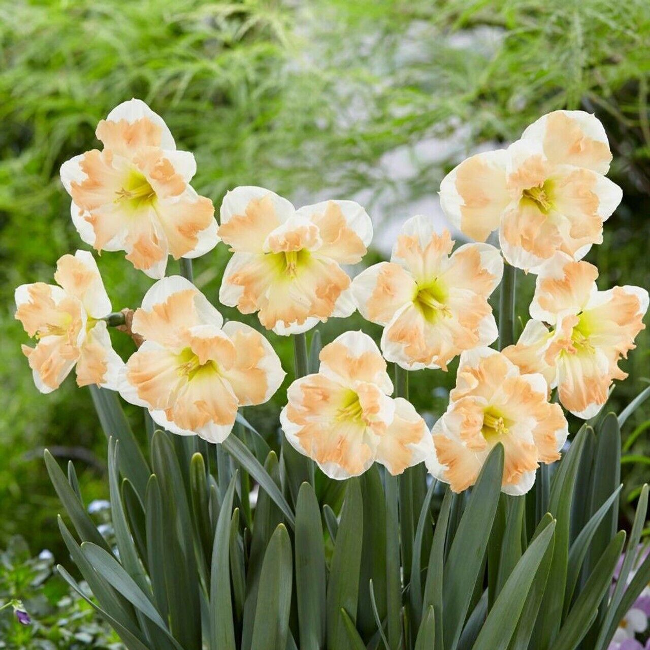 NARCISSUS 'CUM LAUDE' HARDY FLOWER BULBS FRAGRANT DAFFODILS PLANT NOW FOR SPRING