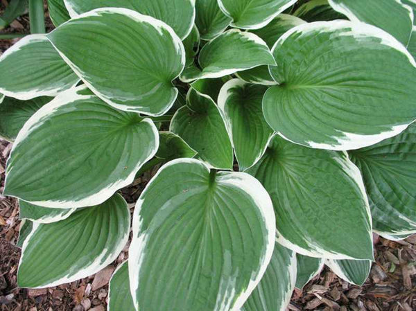 HOSTA 'FRANCEE' HARDY PERENNIAL SHADE PLANT - THE BEST GREEN & WHITE FOLIAGE!!!