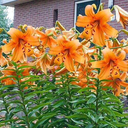 ORANGE SPACE ~TREE LILY~ FLOWER BULBS HARDY 4-7 FT. TALL GIANT FRAGRANT BLOOMS!!