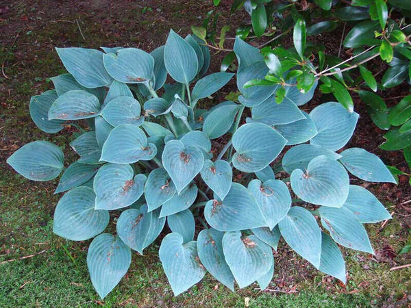 HOSTA~BLUE CADET~HARDY PERENNIAL SHADE PLANT FOLIAGE VIOLET HUMMINGBIRD LILY!!!