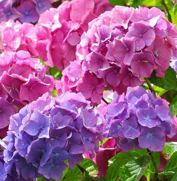 HYDRANGEA MACROPHYLLA 'MERRITT SUPREME' SHRUB PURPLE-ROSE BIGLEAF HYDRANGEA BUSH