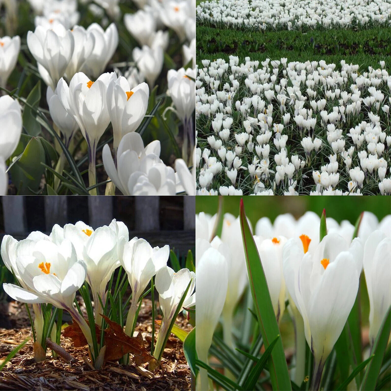 PETER PAN~GIANT CROCUS~FLOWER BULBS FOR SUNNY GARDEN PERENNIAL SPRING FLOWERS!!!