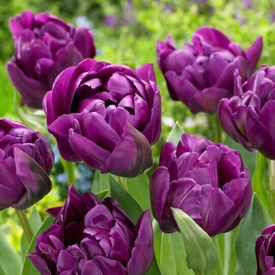 NEGRITA~DOUBLE PEONY TULIP~PERENNIAL FLOWER BULBS PLANT NOW FOR SPRING BLOOMS!!!