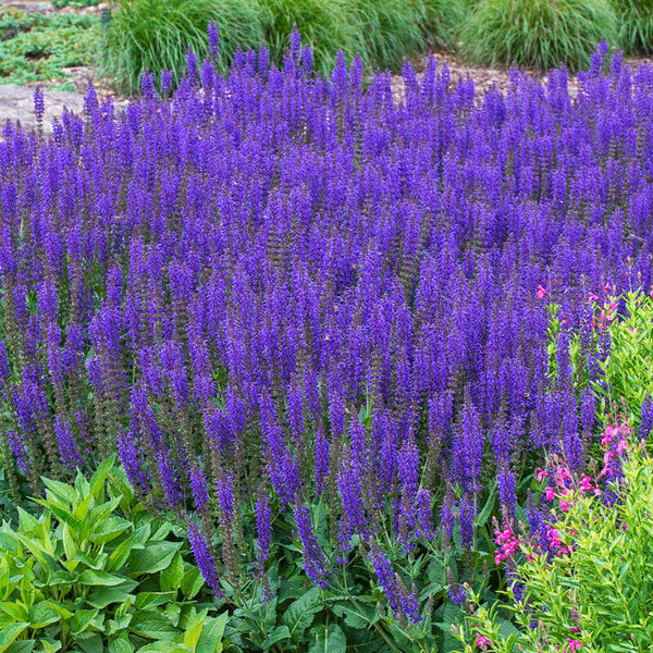 SALVIA SALLYROSA~APRIL NIGHT~DWARF SAGE AROMATIC HARDY PERENNIAL HUMMINGBIRDS!!!