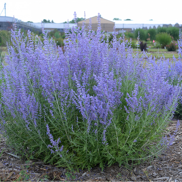 PEROVSKIA ATRIPLICIFOLIA~CRAZY BLUE~DWARF RUSSIAN SAGE PLANT AROMATIC PERENNIAL!