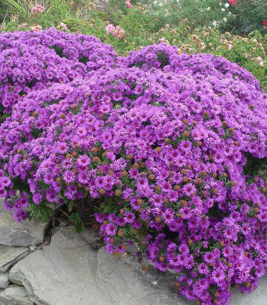 ASTER~PURPLE DOME~LIVE PLANT~HARDY PERENNIAL~100'S OF FLOWERS LATE-SUMMER-FALL!!