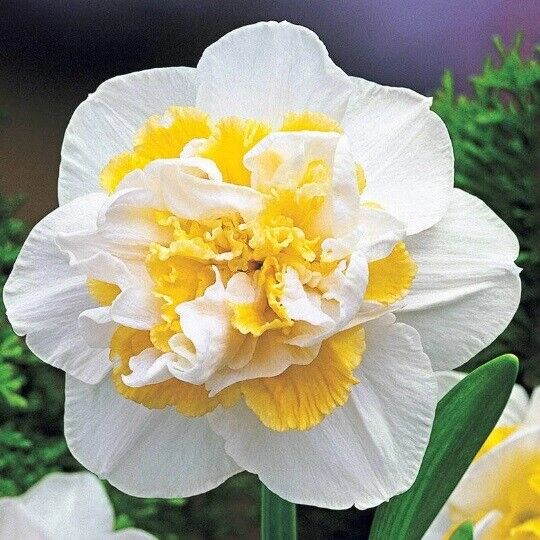 NARCISSUS 'WHITE LION' HARDY FLOWER BULBS FRAGRANT DOUBLE DAFFODILS STUNNING!!!
