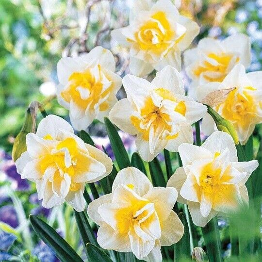 NARCISSUS 'WHITE LION' HARDY FLOWER BULBS FRAGRANT DOUBLE DAFFODILS STUNNING!!!