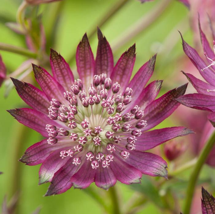 ASTRANTIA~MASTERWORT~STAR OF BILLIONS-OR-STAR OF FIRE~PICK YOUR COLOR OR BOTH!!!