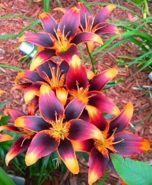 FOREVER SUSAN LILY FLOWER BULBS HARDY 3-4 FT TALL PERENNIAL PLANT ORANGE & BLACK