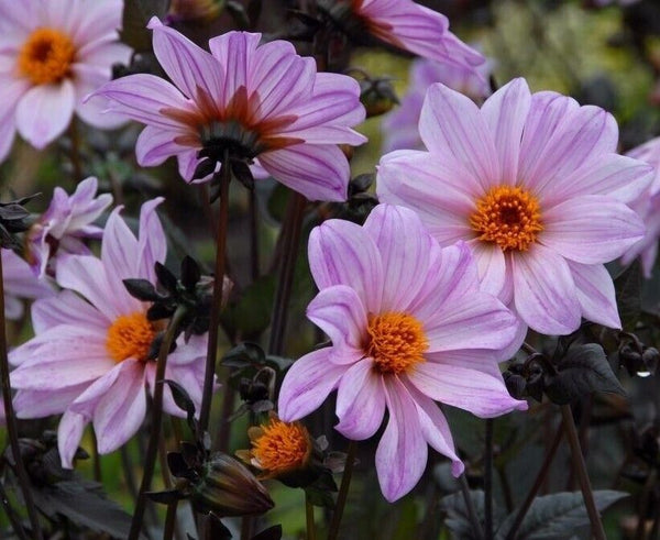 DAHLIA TUBER SALE!~'Bishop of Leicester'~Lilac-pink flowers, near black foliage!