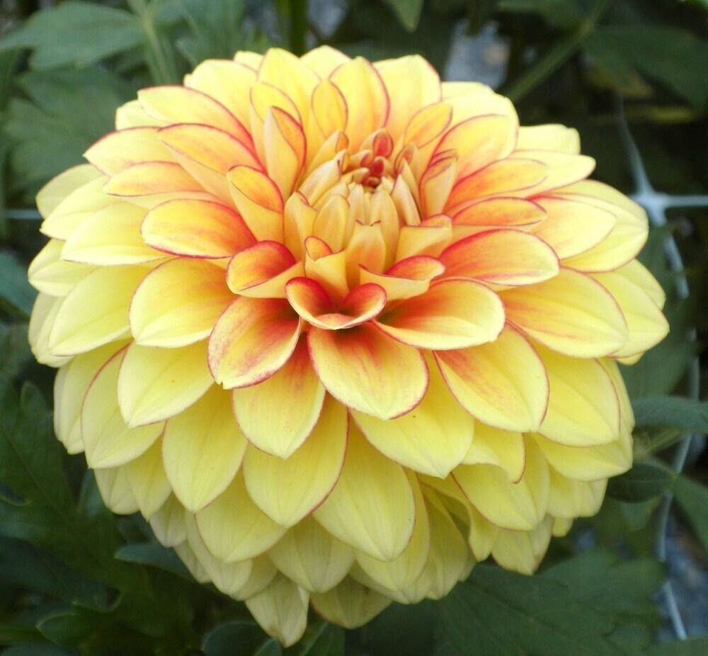 PICK YOUR DAHLIA! - Clumps of Tubers - All Stunning Decorative Types - Pre-order