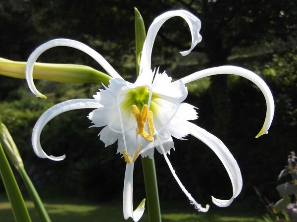 HYMENOCALLIS SPIDER LILY~FLOWER BULB~PERUVIAN DAFFODIL FRAGRANT BLOOMS 16/18cm!