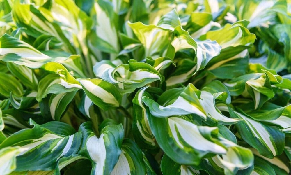 HOSTA~MEDIOVARIEGATA~PERENNIAL SHADE PLANT FOCAL POINT LAVENDER HUMMINGBIRD LILY