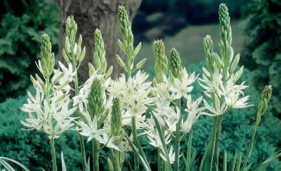 CAMASSIA LEICHTLINII 'ALBA' UNIQUE FLOWER BULBS PLANT NOW FOR SPRING FLOWERS!!!