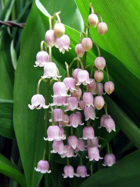 PINK LILY OF THE VALLEY~CONVILLARIA 'ROSEA'~LIVE PLANTS~PIPS~FRAGRANT FLOWERS!!!