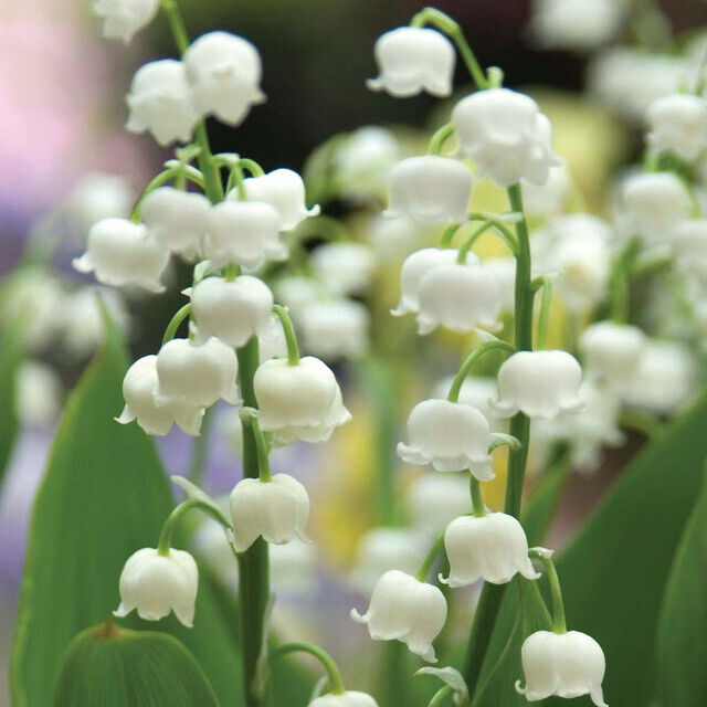 CONVALLARIA 'BORDEAUX GIANT'~LILY OF THE VALLEY~PLANTS/PIPS~FRAGRANT FLOWERS!!!