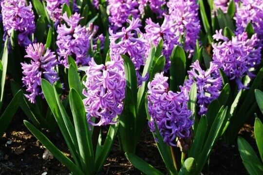 HYACINTH~SPLENDID CORNELIA~JUMBO SIZE FLOWER BULBS POWERFULLY FRAGRANT IN SPRING