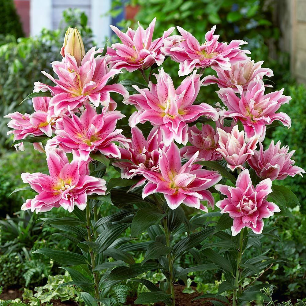 ISABELLA ROSE LILY FLOWER BULBS HARDY 2 FT. TALL FRAGRANT BLOOMS DOUBLE ORIENTAL