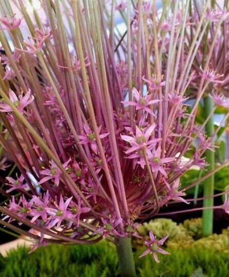 ALLIUM~SCHUBERTII~TUMBLEWEED ONION HARDY PERENNIAL FLOWER BULBS LATE SPRING BLMS