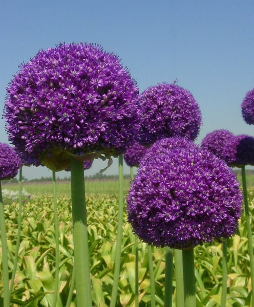 ALLIUM~AMBASSADOR~XL SIZE 32/+ FLOWER BULBS HARDY PERENNIAL GIANT PURPLE FLOWERS