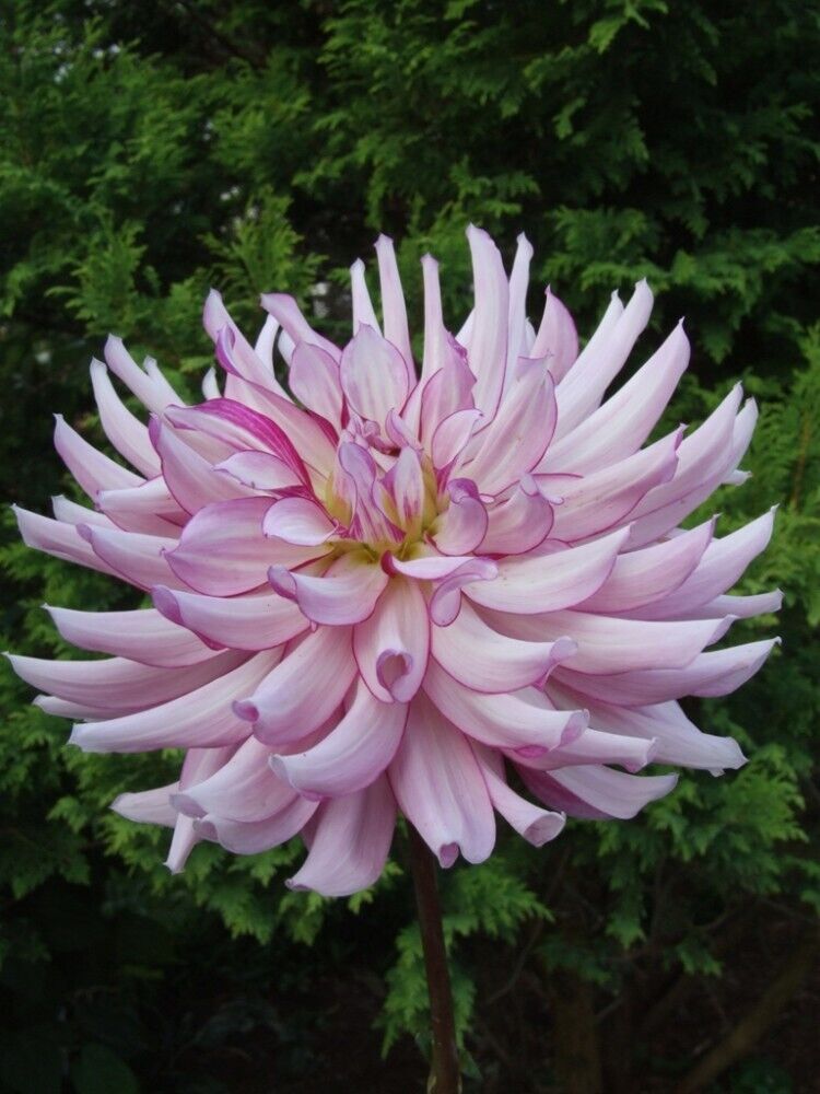 PICK YOUR DAHLIA! - Clumps of Tubers - Cactus & Fimbriated Types - Pre-order