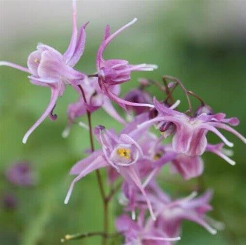 EPIMEDIUM GRANDIFLORUM 'LILAFEE'~FAIRY WINGS PLANT~HARDY PERENNIAL SHOWY FLOWERS