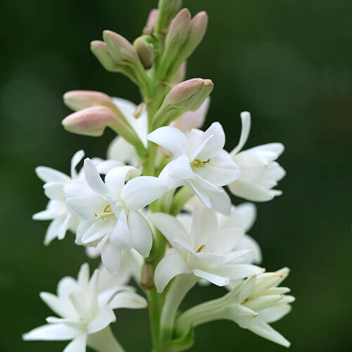 POLIANTHUS 'THE PEARL' DOUBLE TUBEROSE FLOWER BULBS POWERFULLY FRAGRANT BLOOMS