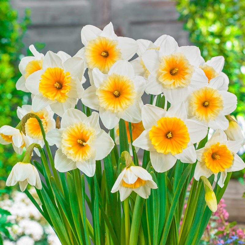 NARCISSUS 'SLIM WHITMAN' HARDY FLOWER BULBS LARGE FRAGRANT DAFFODILS PLANT NOW!