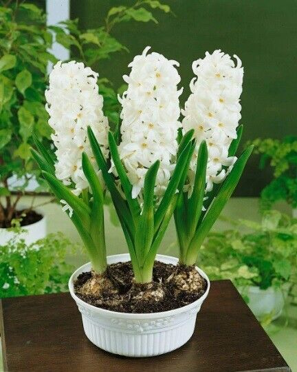 HYACINTH~WHITE PEARL~FLOWER BULBS POWERFULLY FRAGRANT SPRING BLOOMS JUMBO SIZE!!