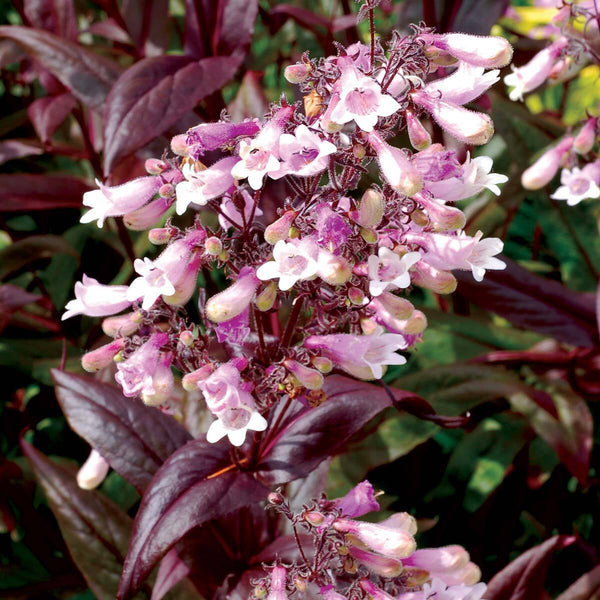 PENSTEMON~DARK TOWERS~BEARDTONGUE PLANT HARDY PERENNIAL HUMMINGBIRD GARDEN BLOOM